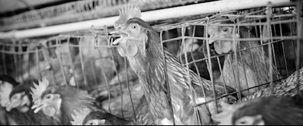 Poultry